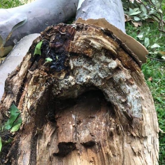 Common Tree Diseases & Pests Found In Australia