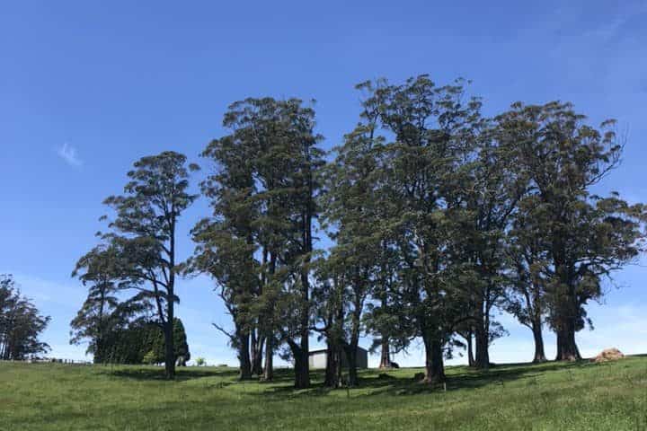 How to Prevent Damage and Maintain Compliance in Tree Protection During Construction