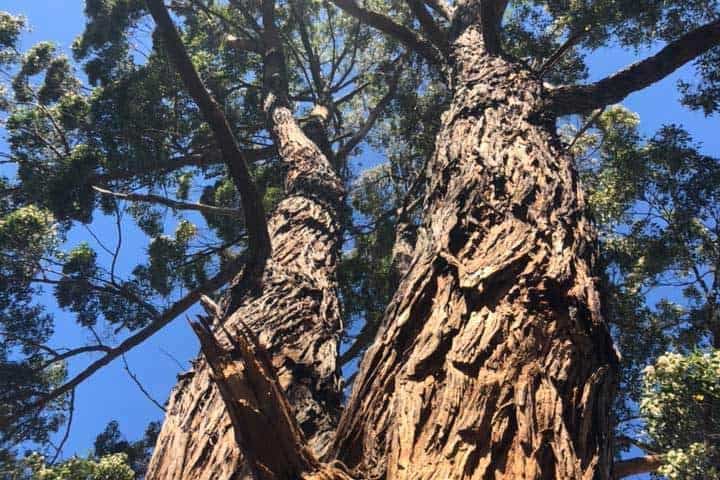 Tree Risk Management Identifying and Mitigating Tree Hazards on Your Property