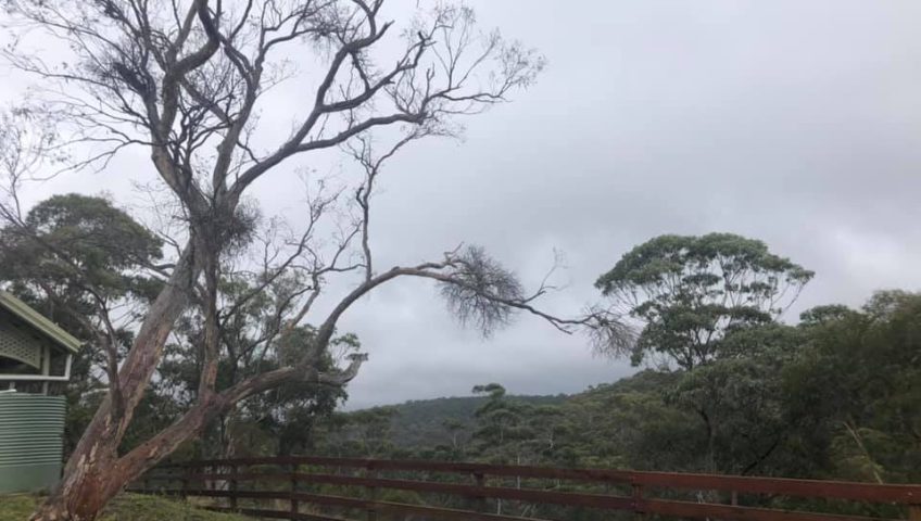 How Tree Preservation Orders Affect Homeowners and Developers in NSW