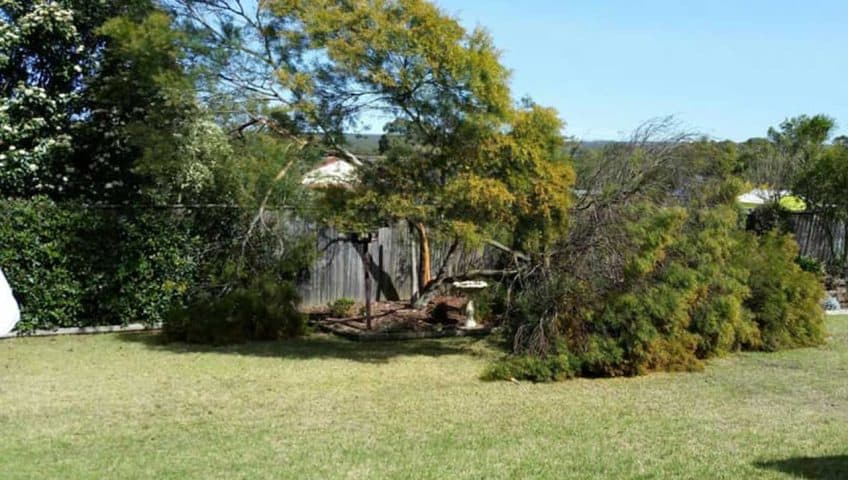How-to-Choose-Trees-That-Withstand-Sydney’s-Storm-Seasons