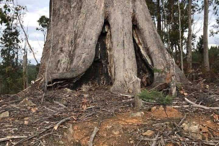 tree roots