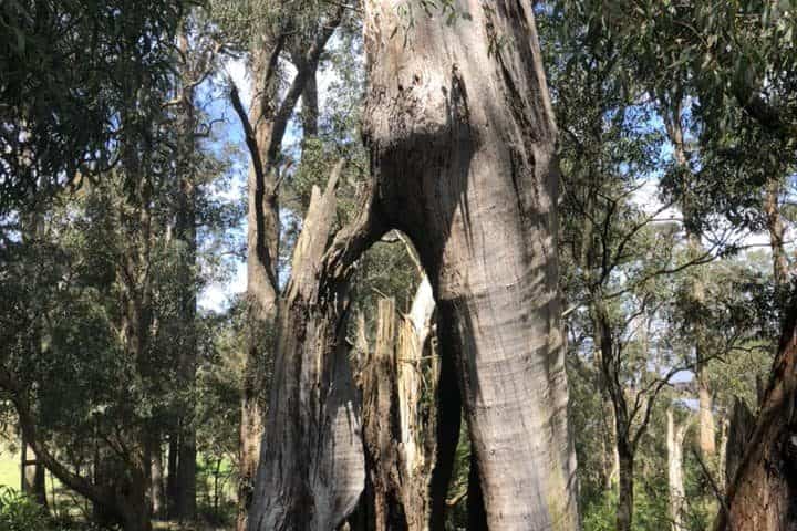 damaged tree