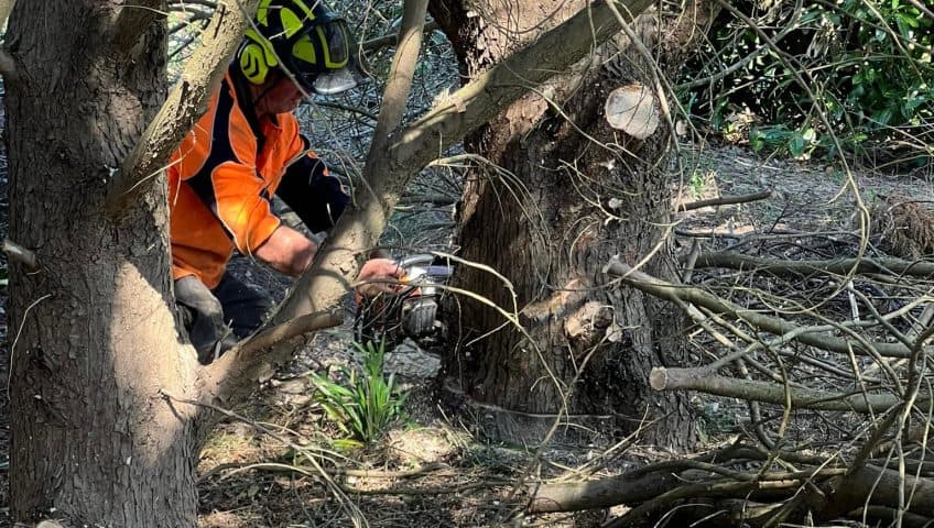 How to Choose a Qualified Arborist in NSW and Understand AQF Levels