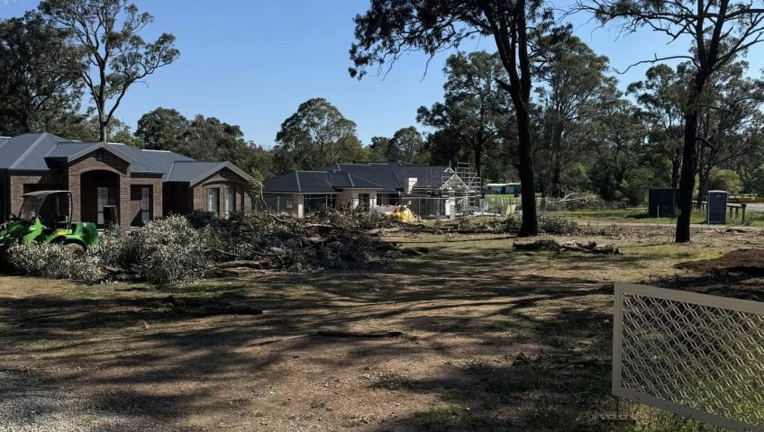 What to Know Before Engaging an Arborist as an Expert Witness